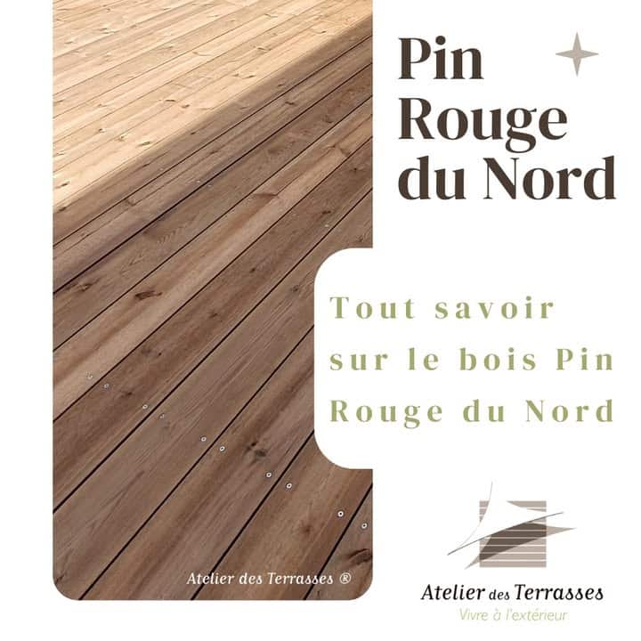 Pin Rouge du Nord Originaire des forets scandinaves et 1 1074338084497676 - 🪵 Pin Rouge du Nord Originaire des forêts scandinaves et...